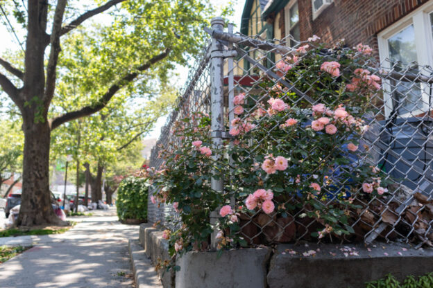 A chain link fence with pink flowers growing through it outside of a home.